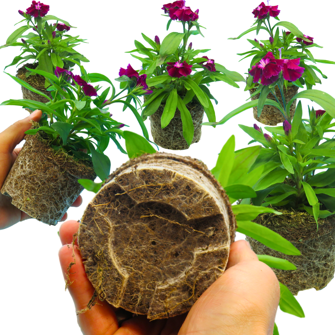 Dianthus Violet - Frankton's
