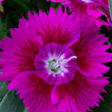 Dianthus Violet - Frankton's