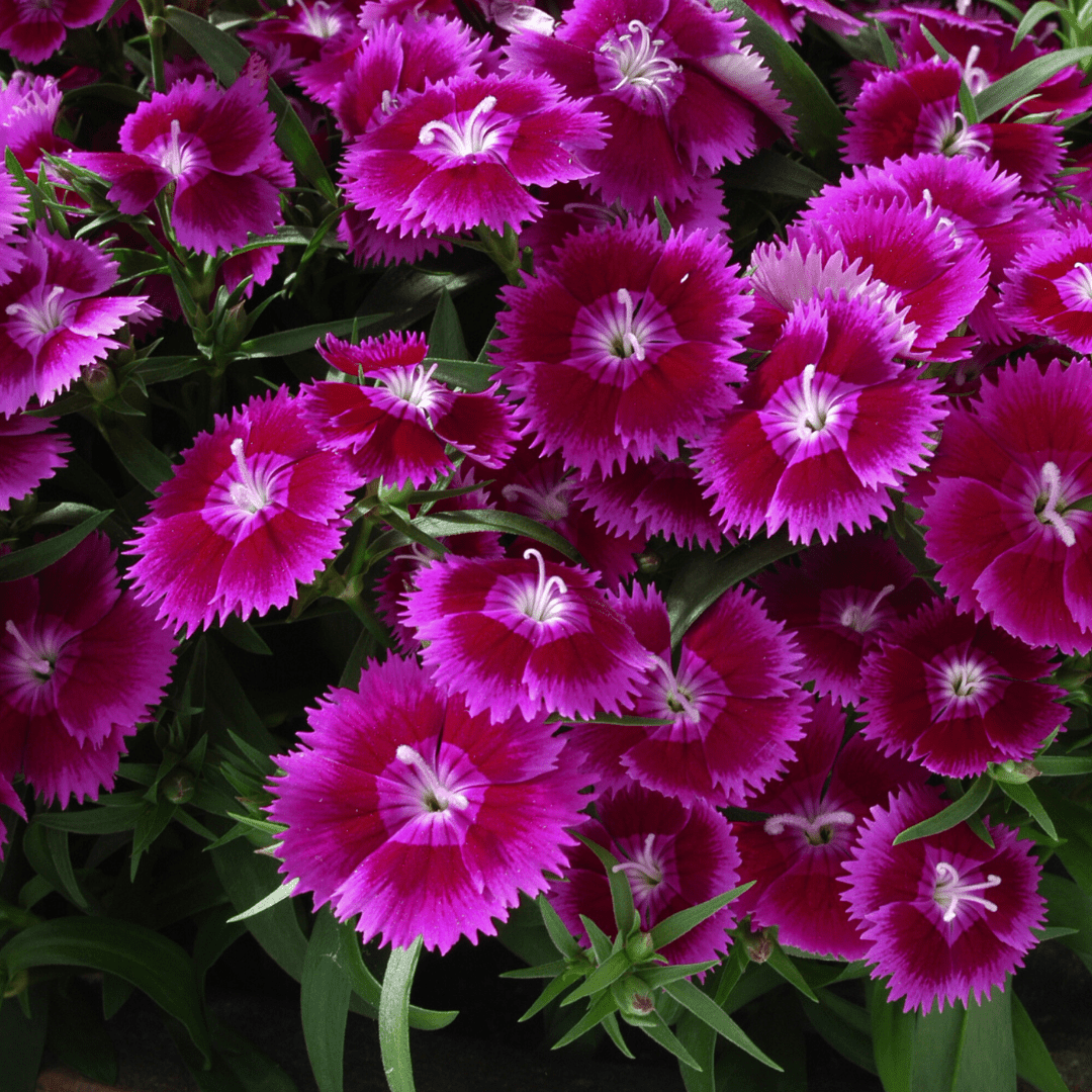 Dianthus Violet - Frankton's