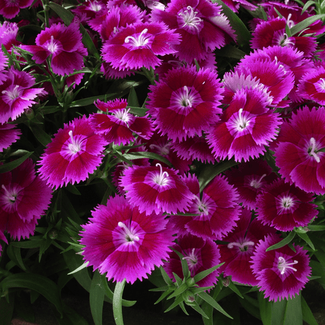 Dianthus Violet - Frankton's