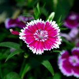 Dianthus Violet Picotee - Frankton's