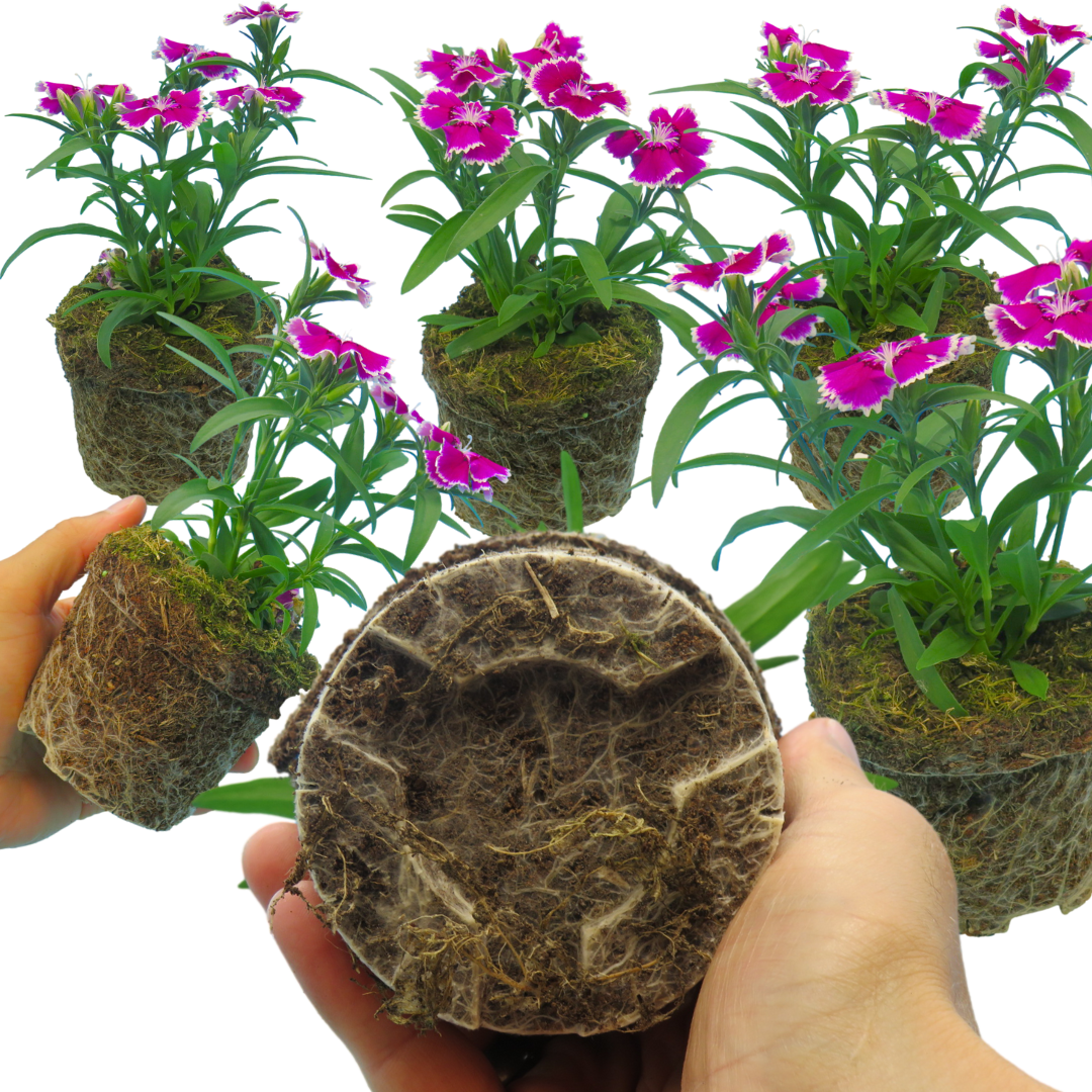 Dianthus Violet Picotee - Frankton's