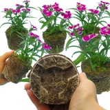 Dianthus Violet Picotee - Frankton's