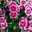 Dianthus Violet Picotee - Frankton's