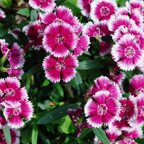 Dianthus Violet Picotee - Frankton's