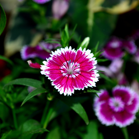 Dianthus White Flame - Frankton's