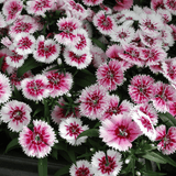 Dianthus White Flame - Frankton's