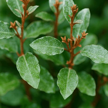 Elaeagnus Crispy - Frankton's