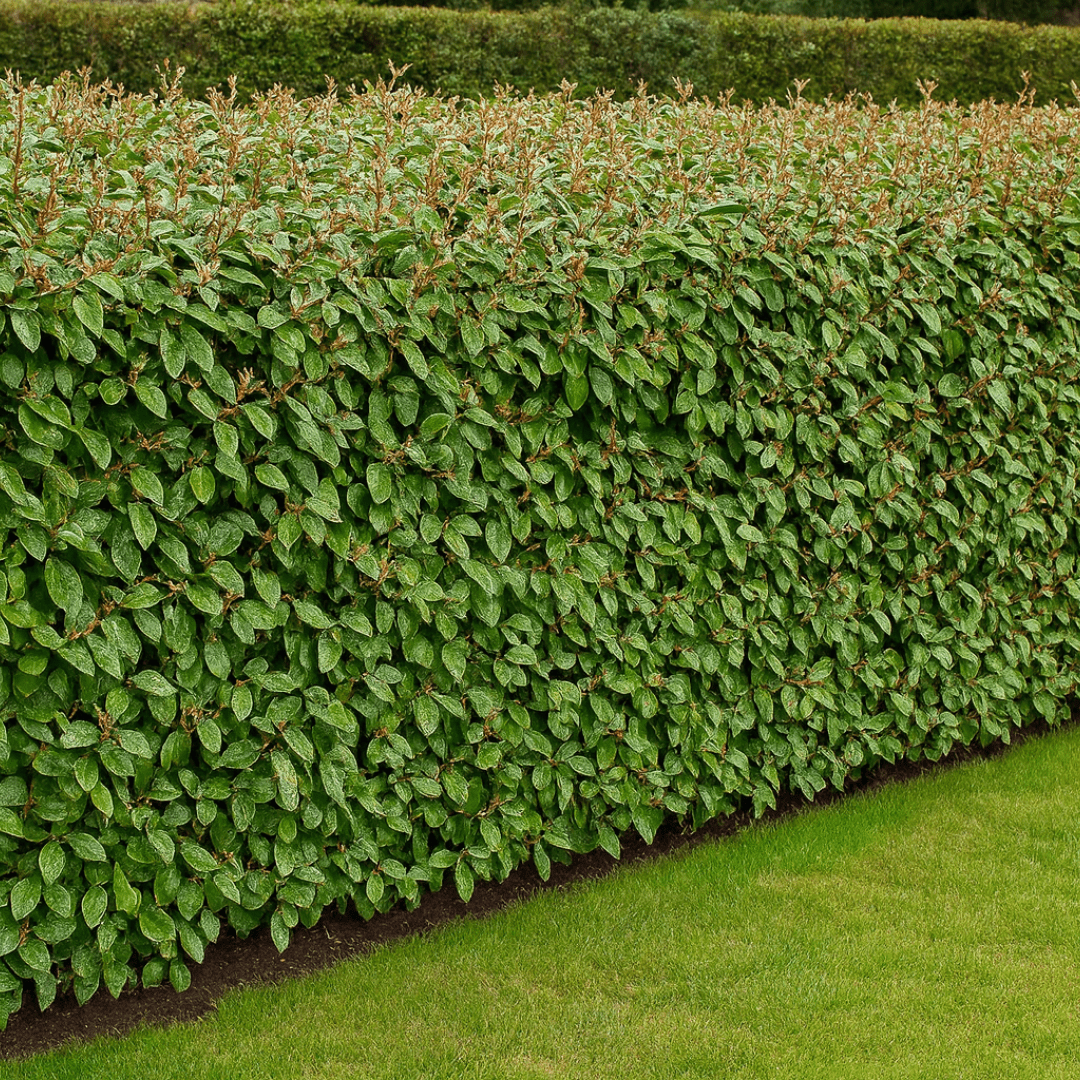 Elaeagnus Crispy - Frankton's