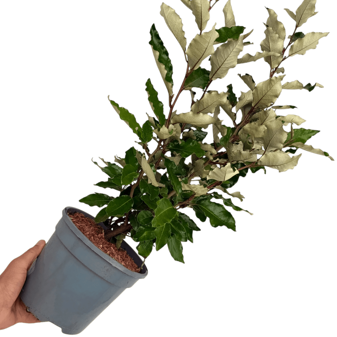 Elaeagnus Crispy - Frankton's