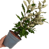 Elaeagnus Crispy - Frankton's