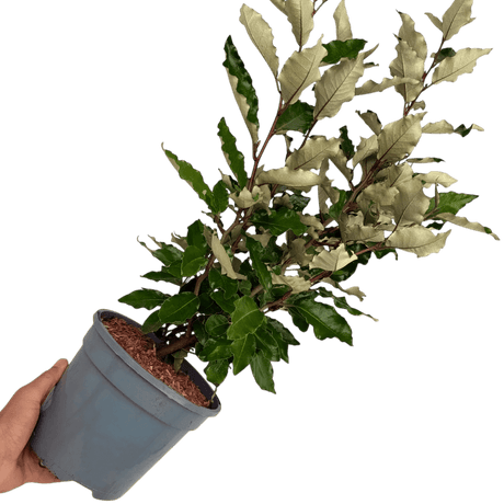 Elaeagnus Crispy - Frankton's