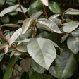 Elaeagnus Ebbingei - Frankton's