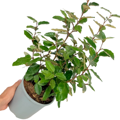 Elaeagnus Ebbingei - Frankton's