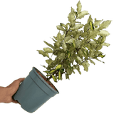 Elaeagnus Ebbingei Maryline - Frankton's