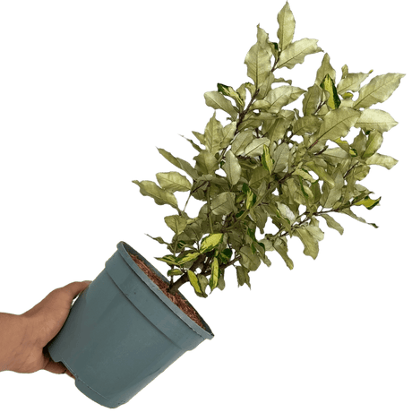 Elaeagnus Ebbingei Maryline - Frankton's