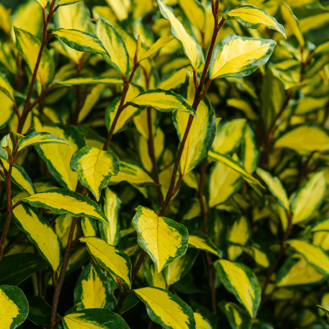 Elaeagnus Ebbingei Maryline - Frankton's