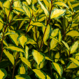 Elaeagnus Ebbingei Maryline - Frankton's