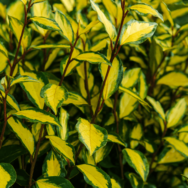 Elaeagnus Ebbingei Maryline - Frankton's