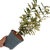 Elaeagnus Viveleg - Frankton's