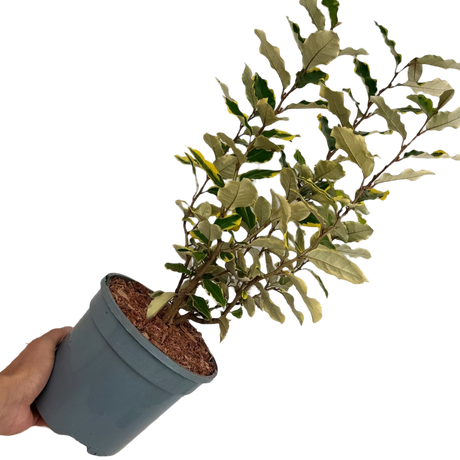 Elaeagnus Viveleg - Frankton's
