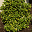 Elaeagnus Viveleg - Frankton's