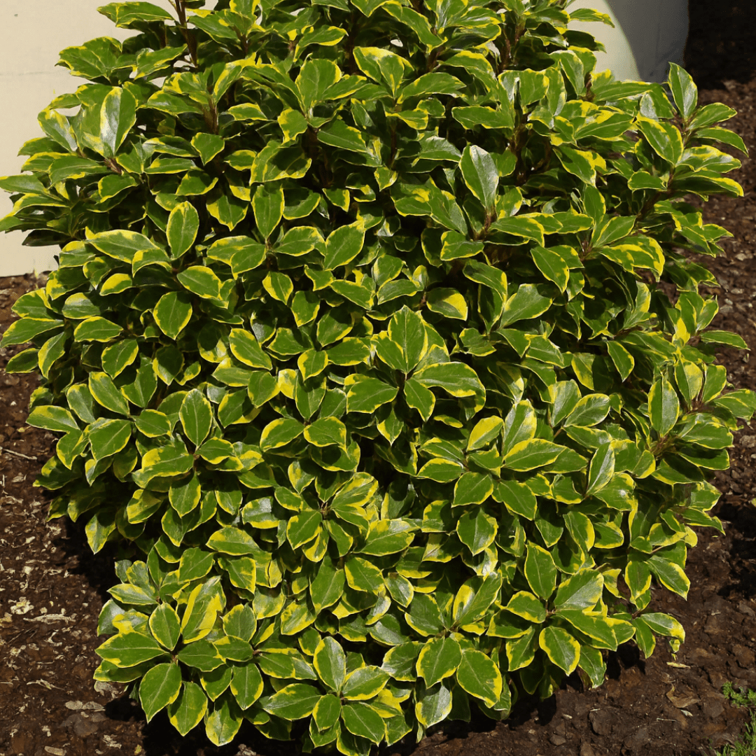 Elaeagnus Viveleg - Frankton's
