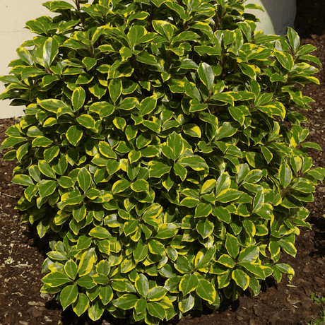 Elaeagnus Viveleg - Frankton's
