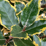 Elaeagnus Viveleg - Frankton's