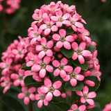 Escallonia Pink Elle - Frankton's