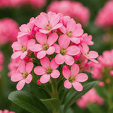 Escallonia Pink Elle - Frankton's