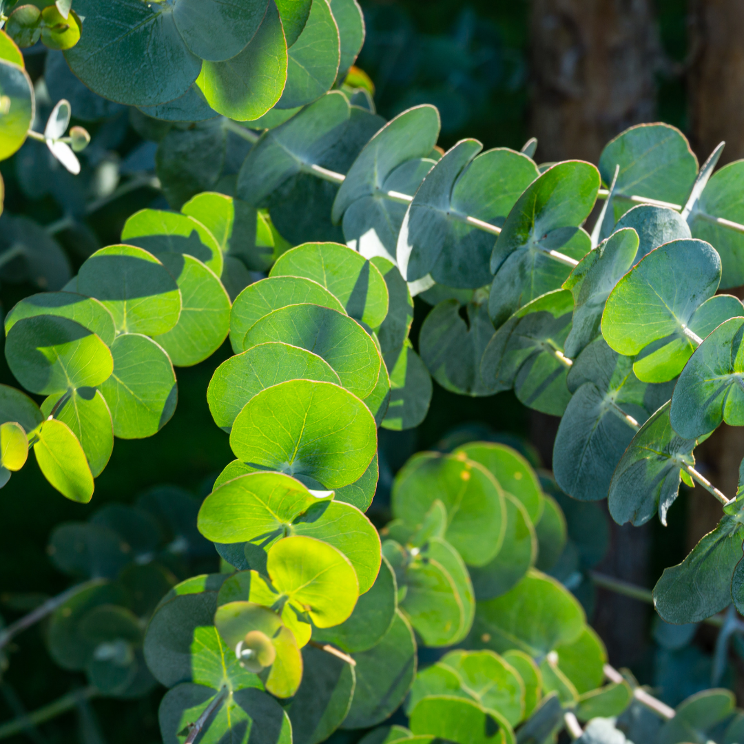Eucalyptus Gunnii - Frankton's