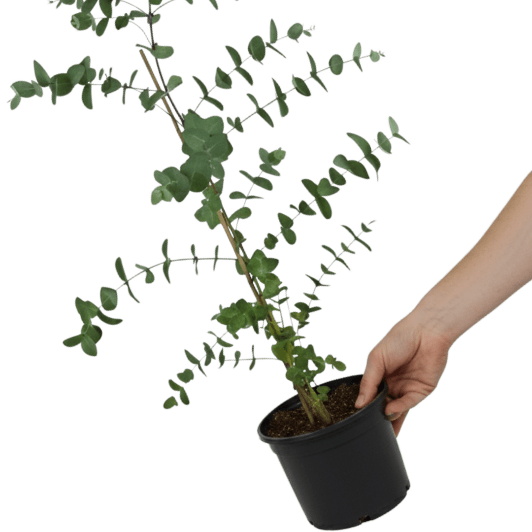 Eucalyptus Gunnii - Frankton's