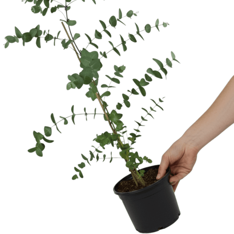Eucalyptus Gunnii - Frankton's