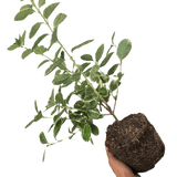 Euonymus Albomarginatus - Frankton's