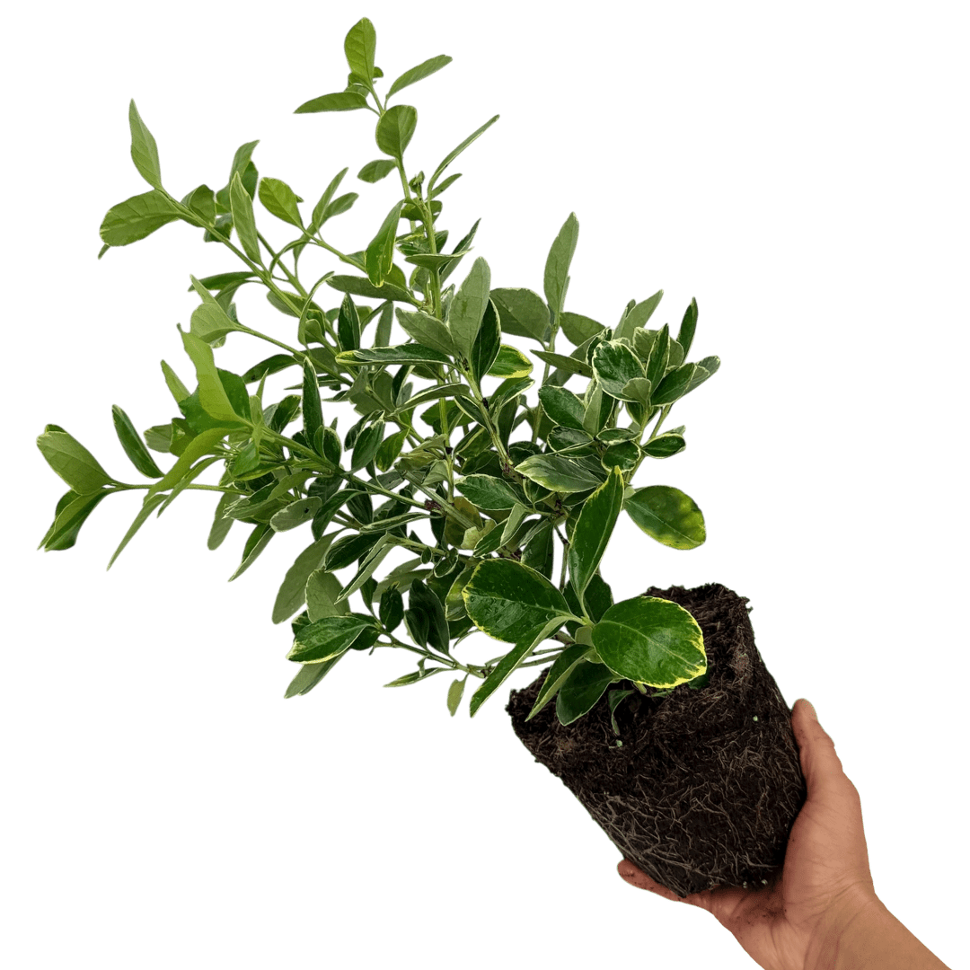 Euonymus Bravo - Frankton's
