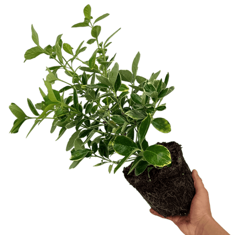Euonymus Bravo - Frankton's