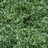 Euonymus Bravo - Frankton's