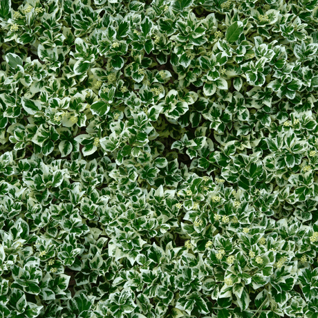 Euonymus Bravo - Frankton's