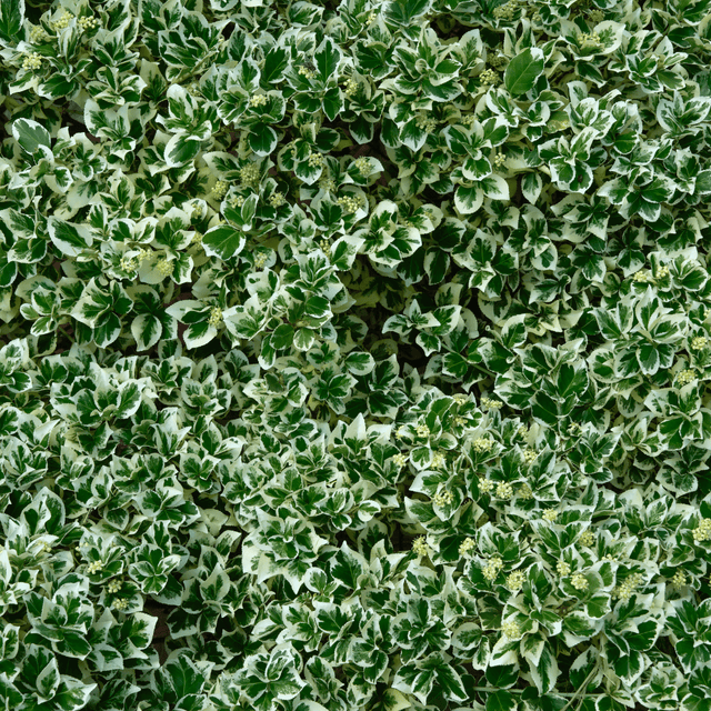 Euonymus Bravo - Frankton's