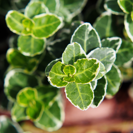 Euonymus Emerald Gaiety - Frankton's