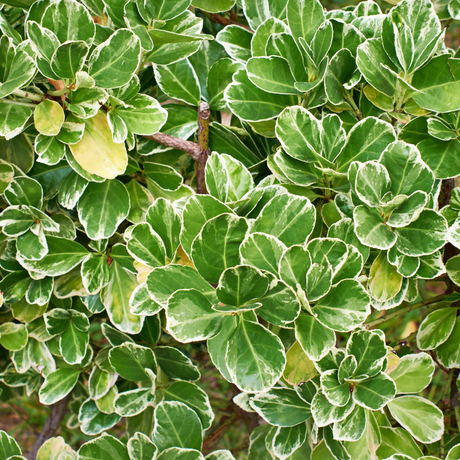 Euonymus Emerald Gaiety - Frankton's