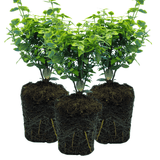 Euonymus Emerald Gold - Frankton's