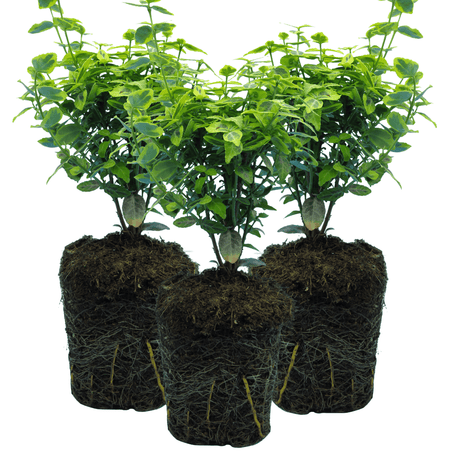 Euonymus Emerald Gold - Frankton's