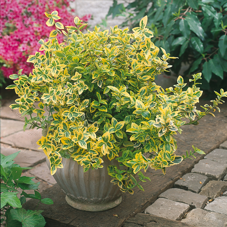 Euonymus Emerald Gold - Frankton's
