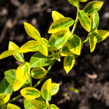 Euonymus Emerald n Gold - Frankton's