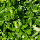 Euonymus Green Spire - Frankton's