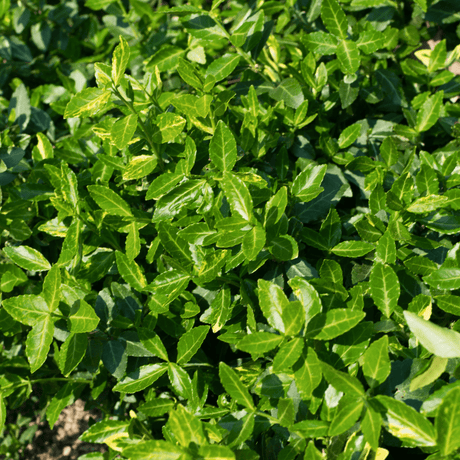 Euonymus Green Spire - Frankton's
