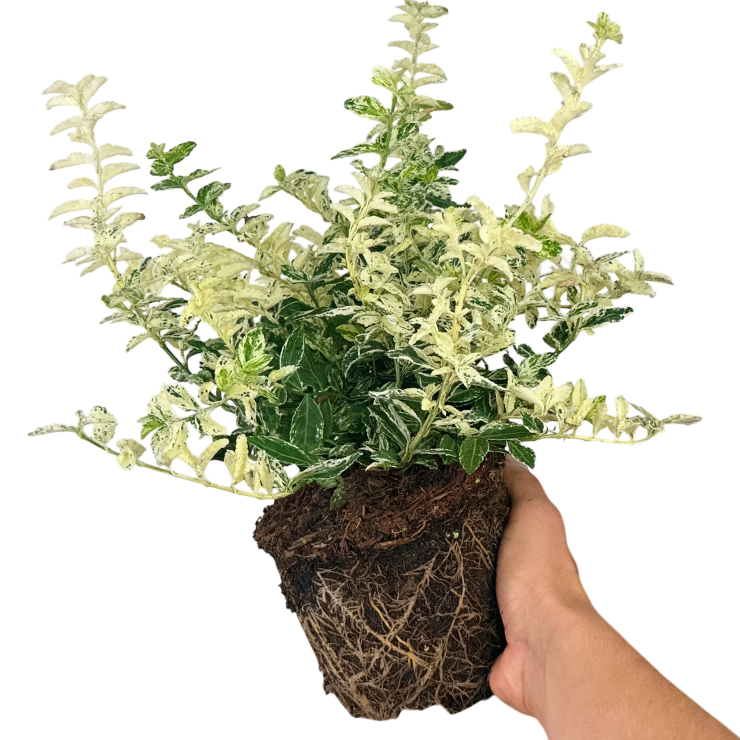 Euonymus Harlequin - Frankton's