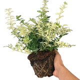 Euonymus Harlequin - Frankton's